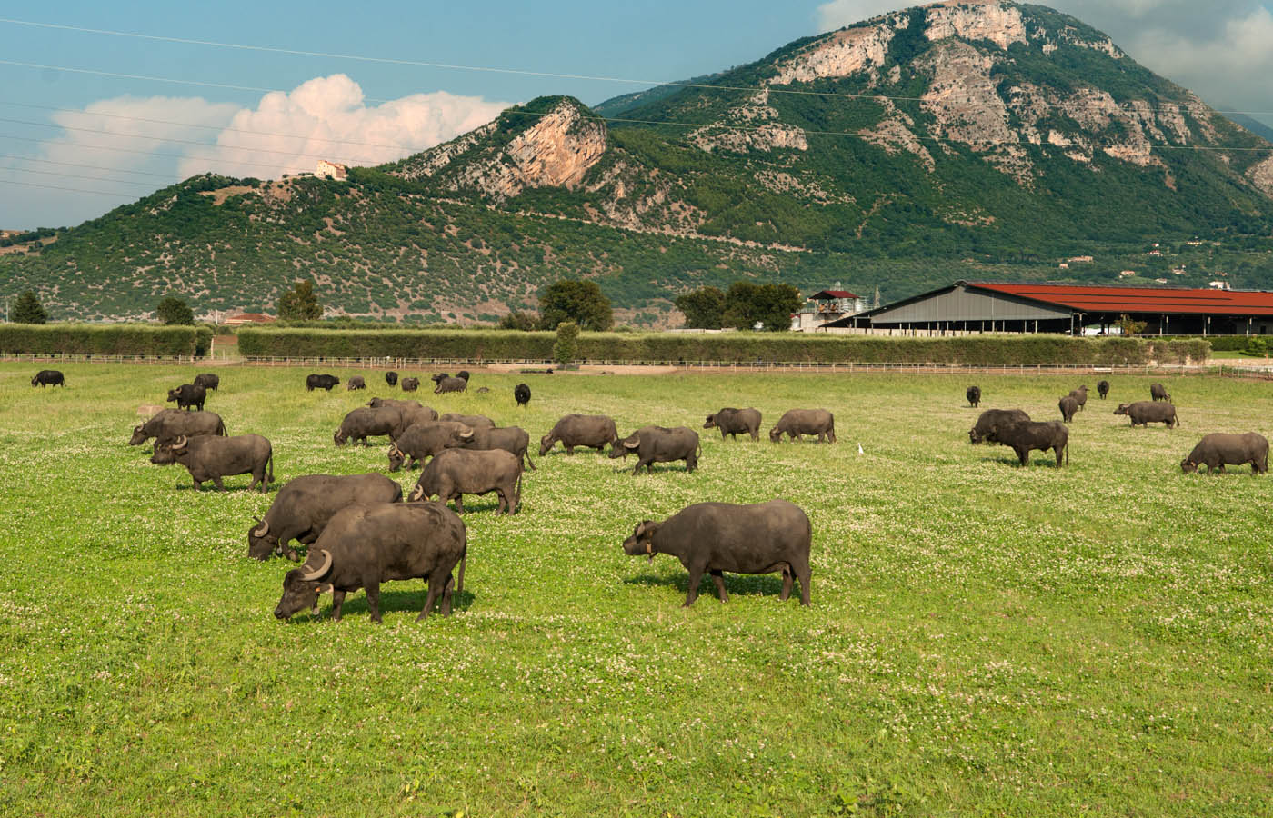 buffalo farm in italy